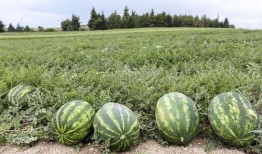 热门大瓜 爆料网吃瓜黑料反差入口,揭秘吃瓜黑料的背后真相